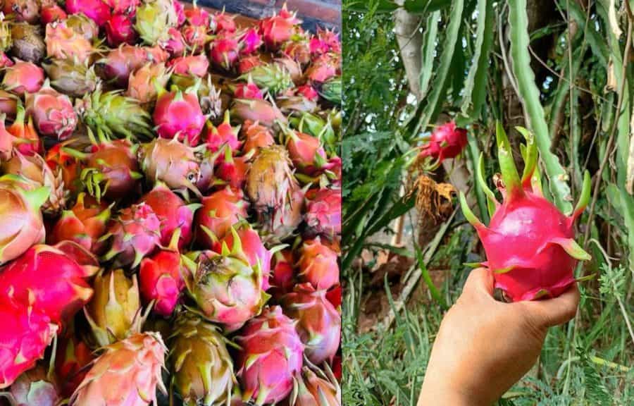Sedarpe impulsa pitahaya de Quintana Roo en supermercados