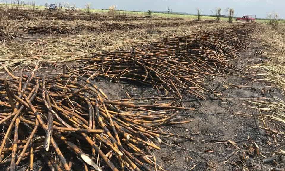 Sector cañero enfrenta retos por plagas y bajo rendimiento