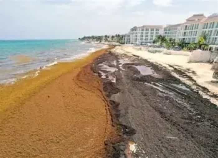 Playa del Carmen espera alta ocupación hotelera en invierno