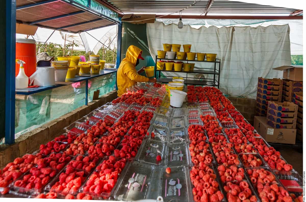 Investigaciones antidumping por caída hortofrutícola en EU