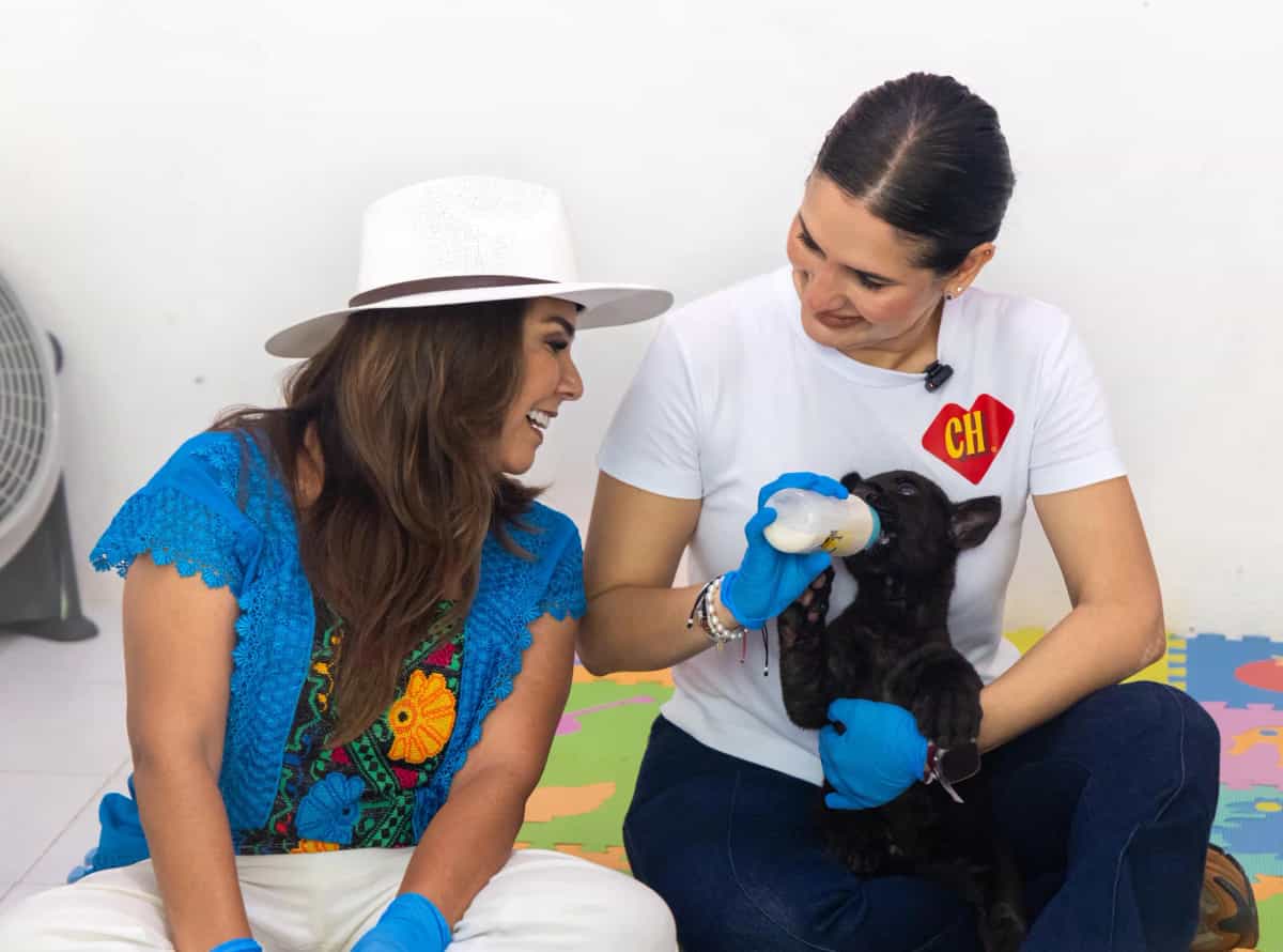 Supervisan Mara Lezama y Estefanía Mercado estado de felinos rescatados de Animalandia