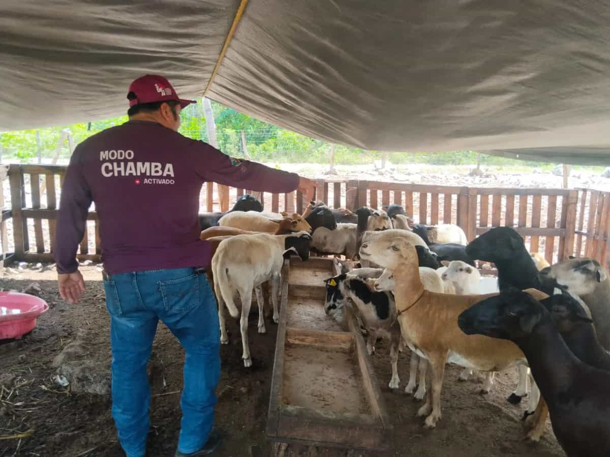 Gobierno de Estefanía Mercado fortalece la actividad pecuaria con atención veterinaria