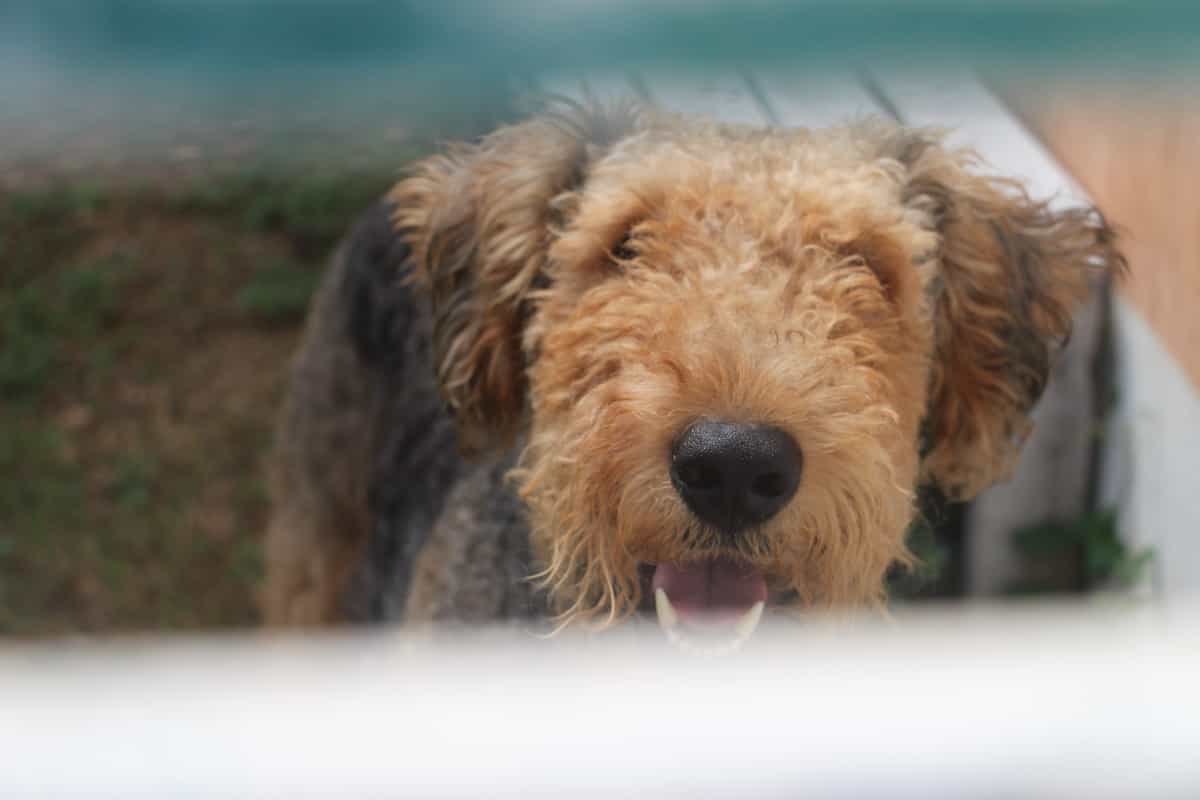 Protegerán a los animales ¡Aprobadas nuevas reformas!