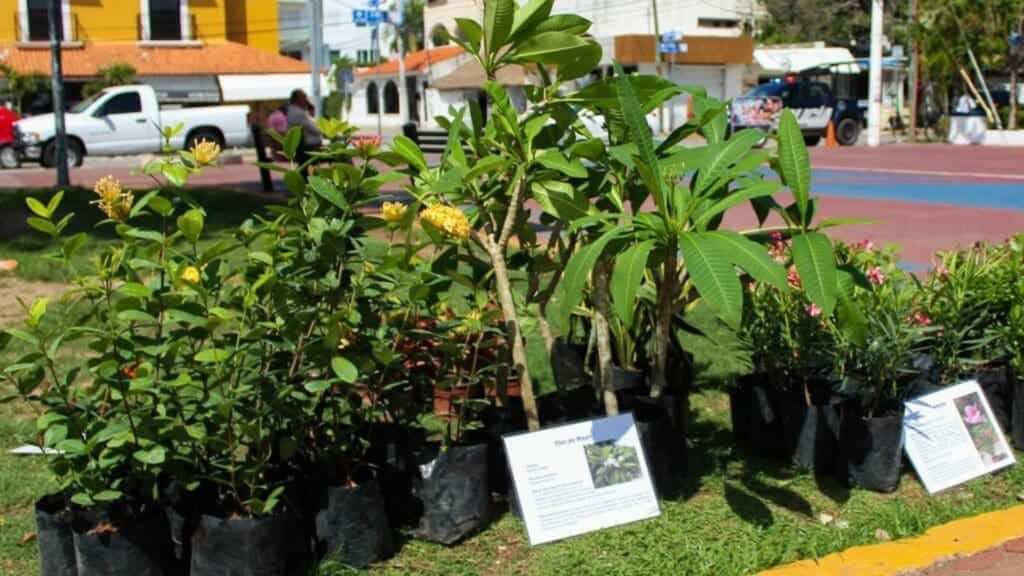 Kilo Verde y Croquetón llegará al centro y Villas del Sol