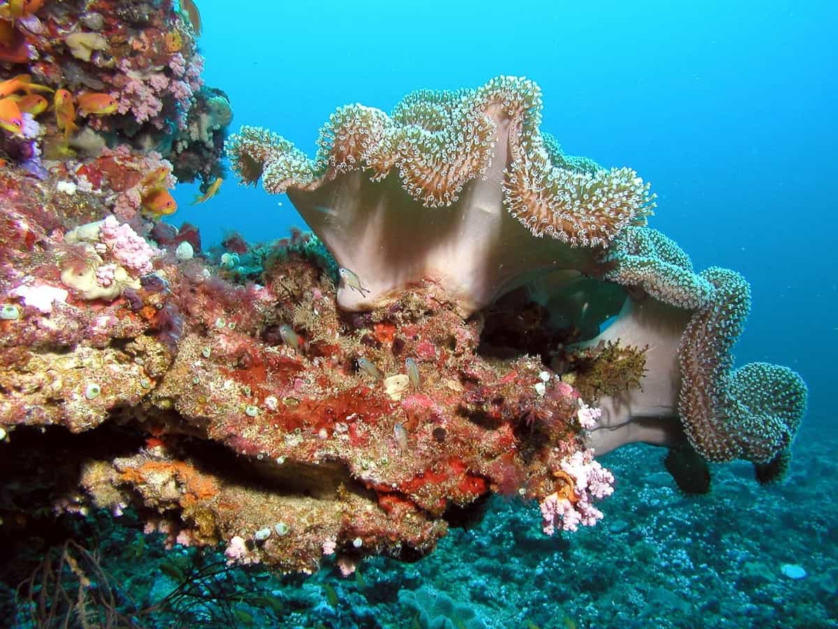 El coral, una animal increíble