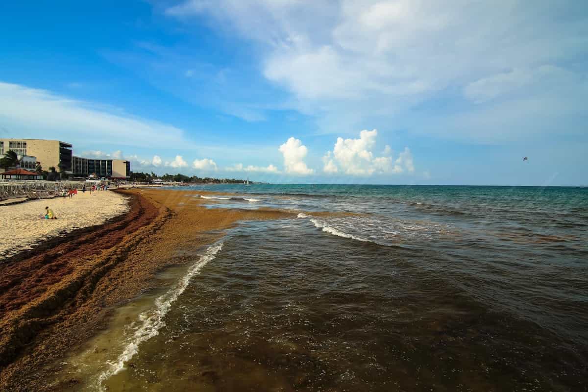 ¿Por qué hay tanto sargazo en Playa?