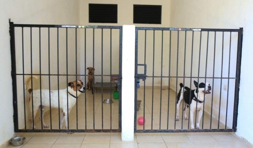 Autoridades de Playa del Carmen rescataron a perritos que estaban en azoteas previo a la llegada de “Beryl”