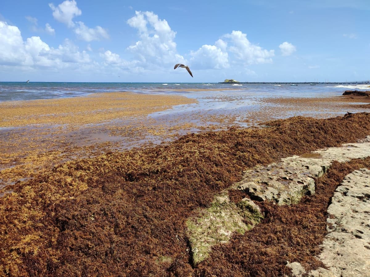 Científicos cubanos vinieron a Playa del Carmen a aprender sobre el manejo del sargazo