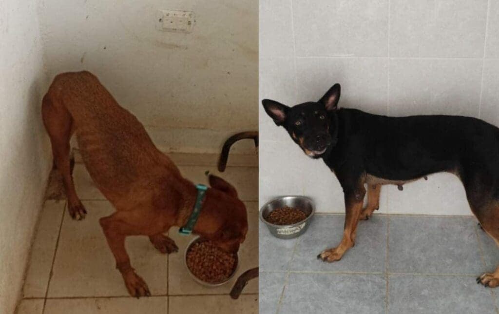 Destaca Lili Campos que animales resguardados en refugio permanecieron sanos y salvos durante paso de “Beryl”