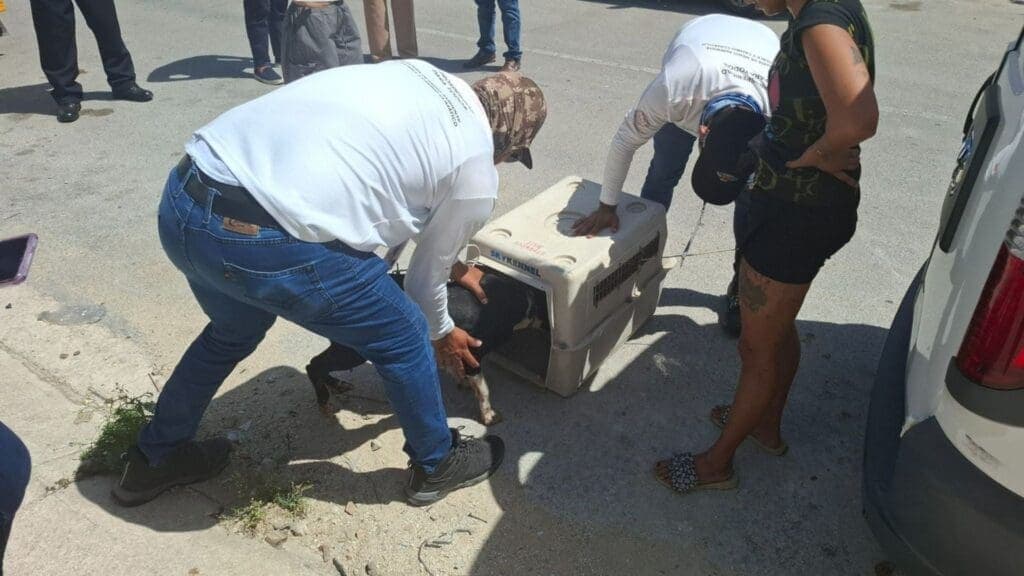 En Playa del Carmen, tolerancia cero al maltrato animal: Estefanía Mercado