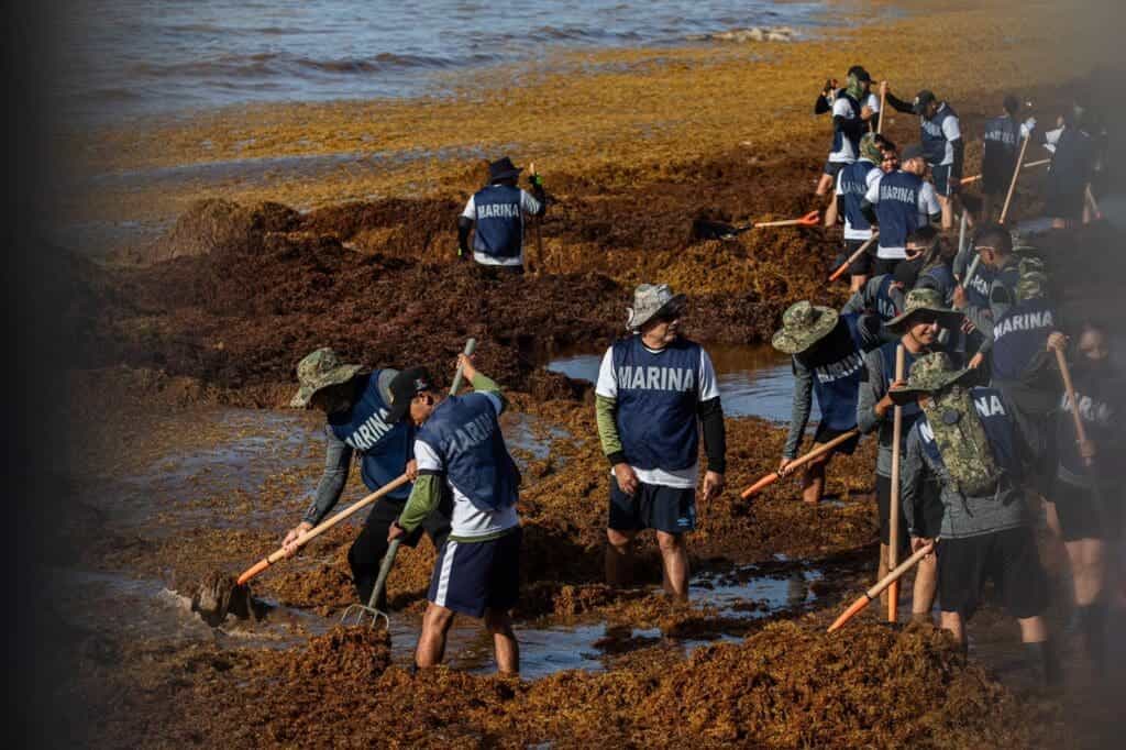 Estefanía Mercado lidera operativo con la SEMAR y ZOFEMAT para enfrentar el sargazo en Playa del Carmen