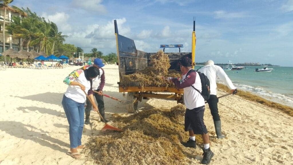 Gobierno de Estefanía Mercado atiende recale atípico de sargazo en playas provocado por surada