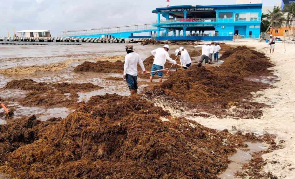 Gobierno de Estefanía Mercado refuerza estrategia contra el sargazo con acciones coordinadas y trabajo permanente en Playa del Carmen