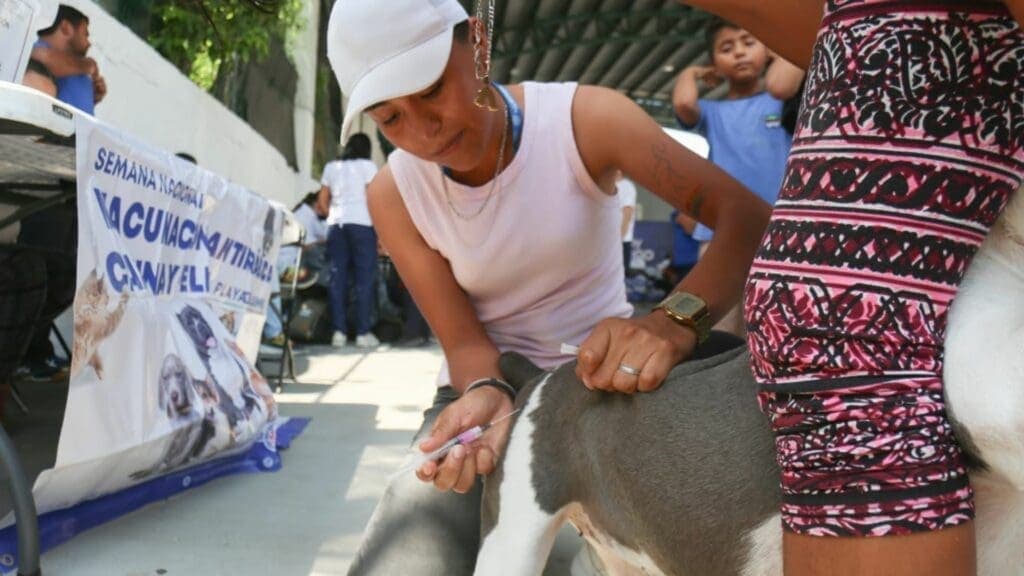 Aun hay tiempo para vacunar a mascotas de Playa del Carmen