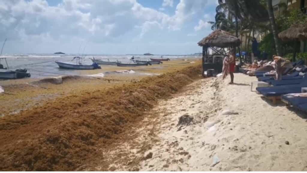 Llegada de sargazo está generando pérdidas de hasta 30% a prestadores de servicios en Playa del Carmen
