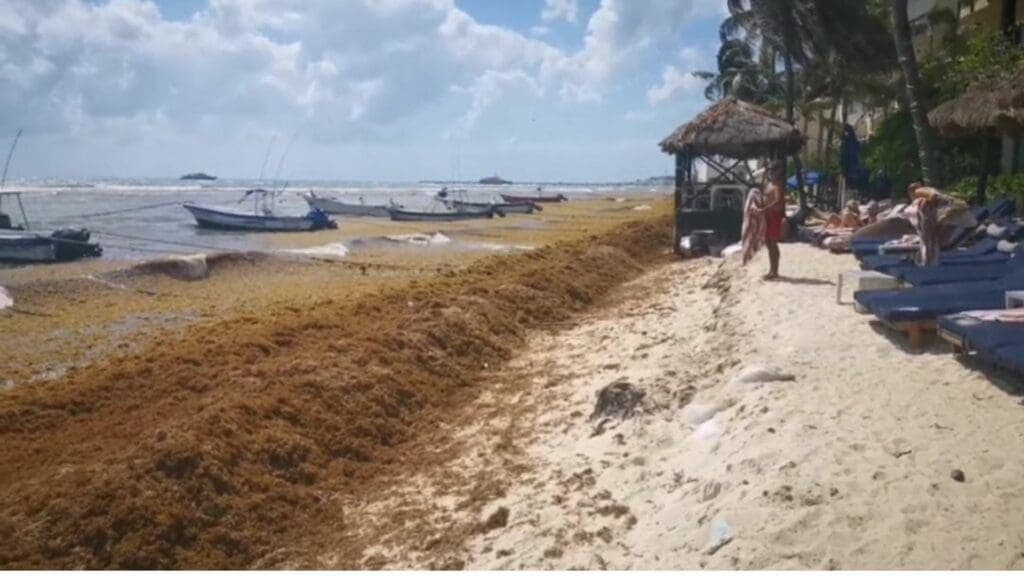 Llegada de sargazo está generando pérdidas de hasta 30% a prestadores de servicios en Playa del Carmen