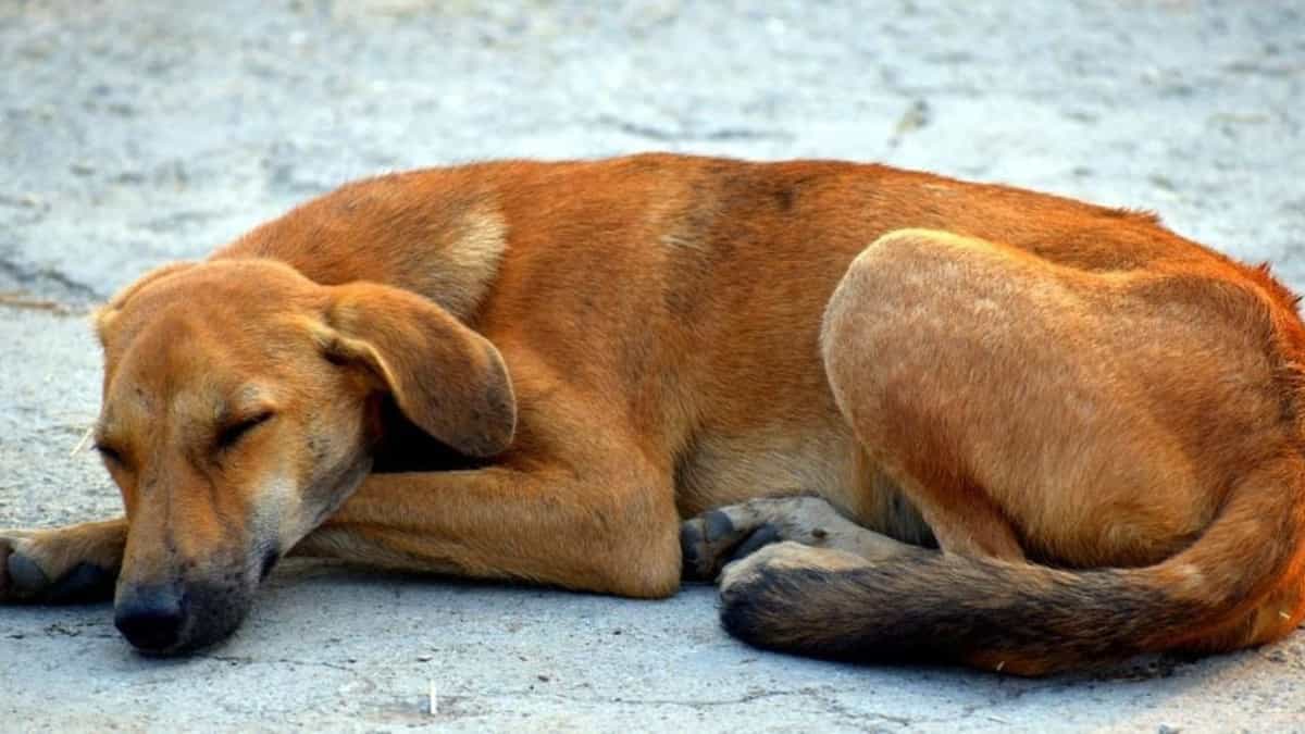 Recibe Fiscalía de Quintana Roo 15 denuncias al mes por maltrato animal