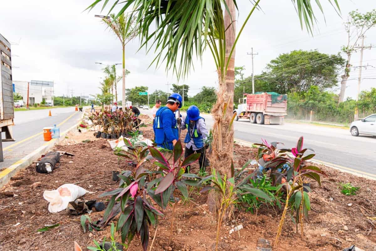 Restauran vegetación en camellones de la carretera federal