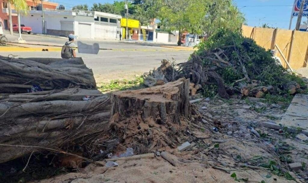 Sancionarán a persona que taló árboles emblemáticos y de gran tamaño en Playa del Carmen
