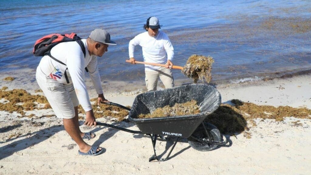 Conoce y consulta el semáforo de sargazo en Playa del Carmen